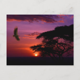 Sunset in Serengeti, Tanzania Postcard