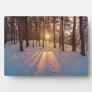 Sunset in snowy winter pine forest plaque