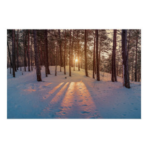 Sunset in snowy winter pine forest poster