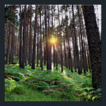 Sunset in the forest poster<br><div class="desc">Sunset in a pine forest</div>