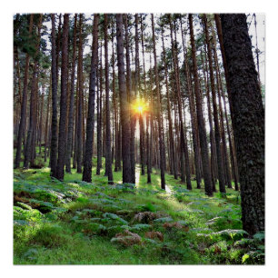 Sunset in the forest poster