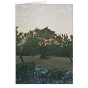 Sunset in the Olive Grove