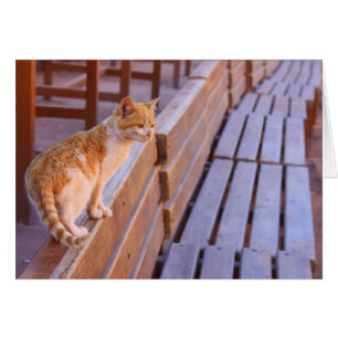 Sunset Kitty