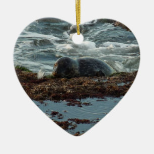 Sunset Lit Harbour Seal I at San Diego Ceramic Ornament