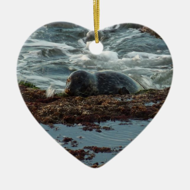 Sunset Lit Harbour Seal I at San Diego Ceramic Ornament (Front)