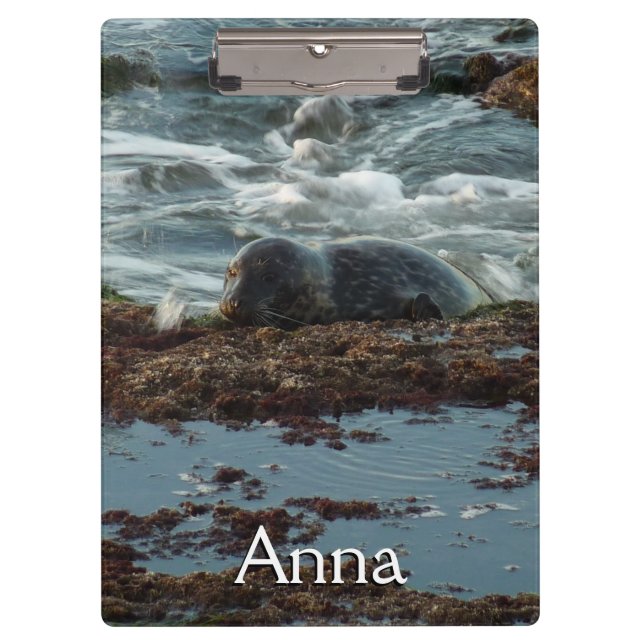 Sunset Lit Harbour Seal I at San Diego Clipboard (Front)