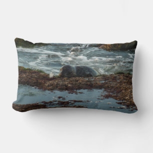 Sunset Lit Harbour Seal I at San Diego Lumbar Pillow