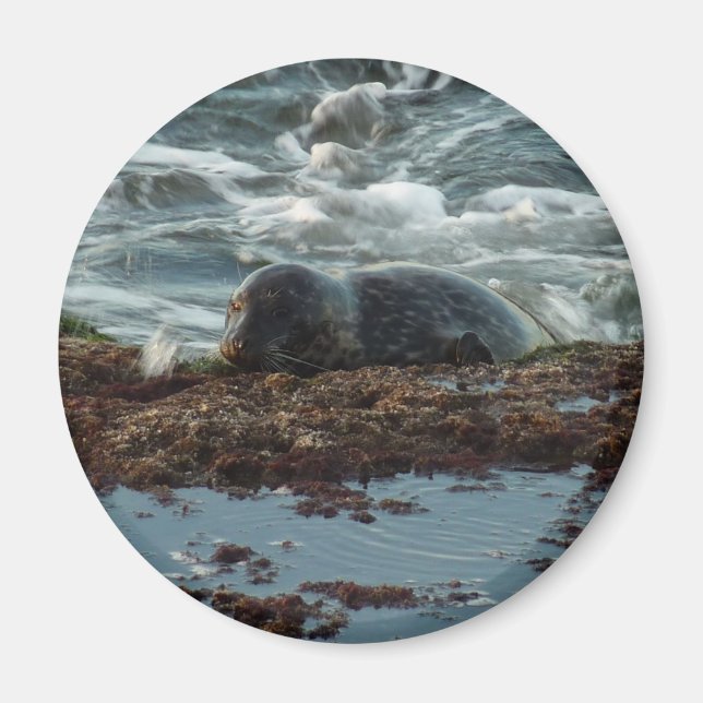 Sunset Lit Harbour Seal I at San Diego Magnet (Front)