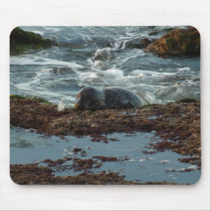 Sunset Lit Harbour Seal I at San Diego Mouse Pad