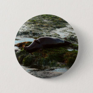 Sunset Lit Harbour Seal II at San Diego 2 Inch Round Button