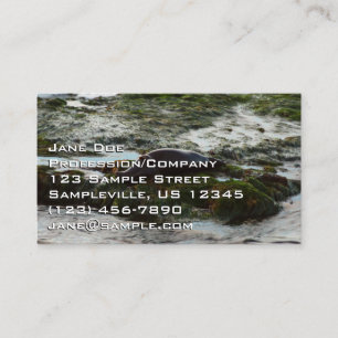 Sunset Lit Harbour Seal II at San Diego Business Card