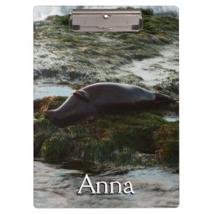 Sunset Lit Harbour Seal II at San Diego Clipboard