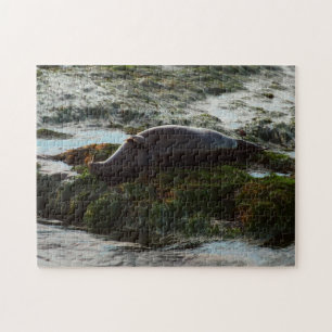 Sunset Lit Harbour Seal II at San Diego Jigsaw Puzzle