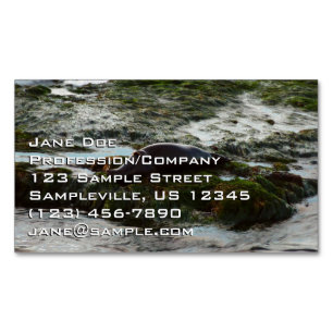 Sunset Lit Harbour Seal II at San Diego Magnetic Business Card