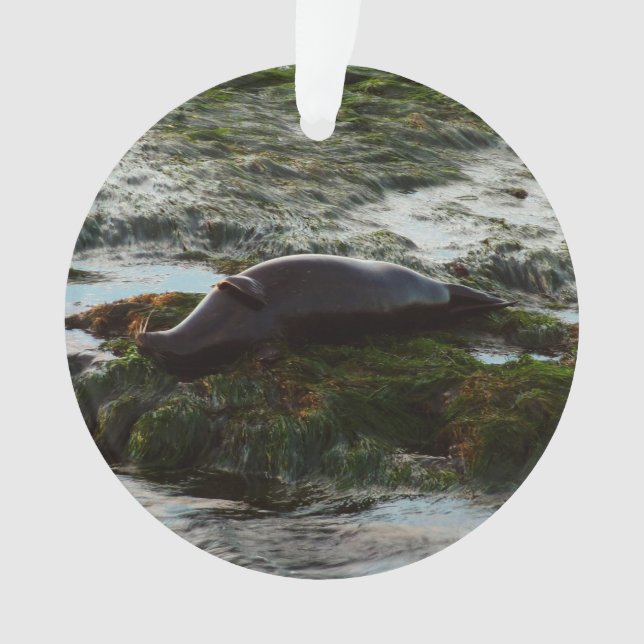 Sunset Lit Harbour Seal II at San Diego Ornament (Front)