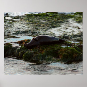 Sunset Lit Harbour Seal II at San Diego Poster
