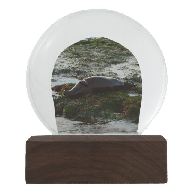 Sunset Lit Harbour Seal II at San Diego Snow Globe (Front)