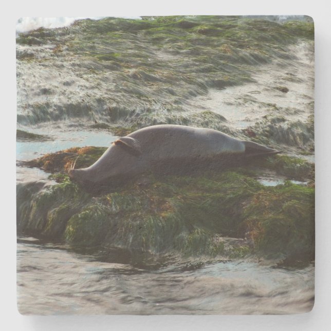 Sunset Lit Harbour Seal II at San Diego Stone Coaster (Front)