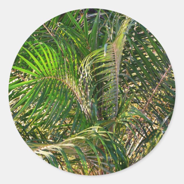 Sunset Lit Palm Fronds Tropical Classic Round Sticker (Front)