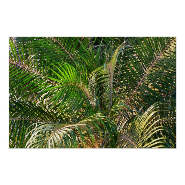 Sunset Lit Palm Fronds Tropical Poster (Front)