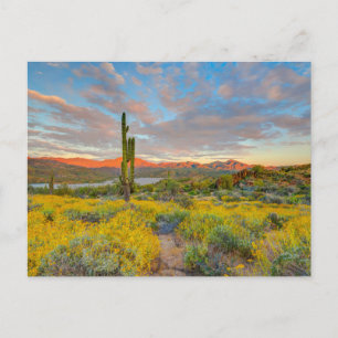 Sunset on Desert Landscape Postcard
