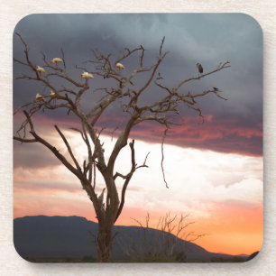 Sunset On Kandheri Swamp With African Spoonbills Coaster