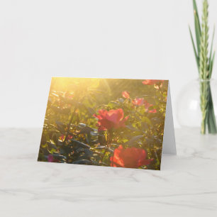 Sunset on Rose Bush All Occasions Card