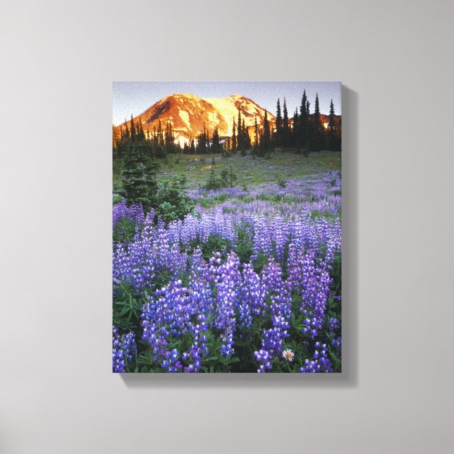 Sunset over Mt. Adams and a sub-alpine meadow Canvas Print (Front)