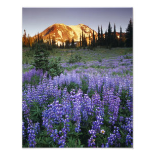 Sunset over Mt. Adams and a sub-alpine meadow Photo Print