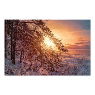 Sunset over sea and snowy pine tree photo print