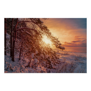 Sunset over sea and snowy pine tree poster