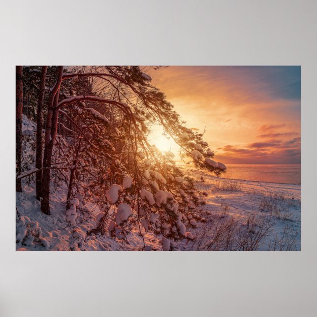 Sunset over sea and snowy pine tree poster (Front)