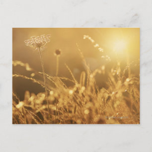 Sunset over summer meadow with lens flare postcard
