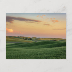 Sunset over Wheat Fields   Washington State Postcard