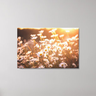 Sunset Oxeye Daisies Canvas Print