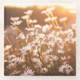 Sunset Oxeye Daisies Glass Coaster