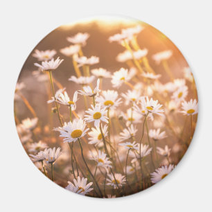 Sunset Oxeye Daisies Magnet
