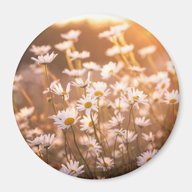 Sunset Oxeye Daisies Magnet (Front)