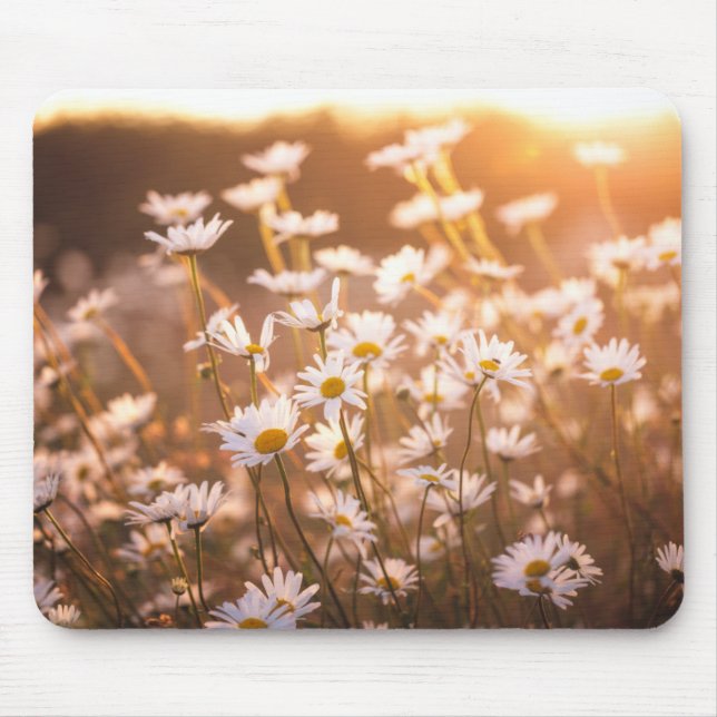 Sunset Oxeye Daisies Mouse Pad (Front)