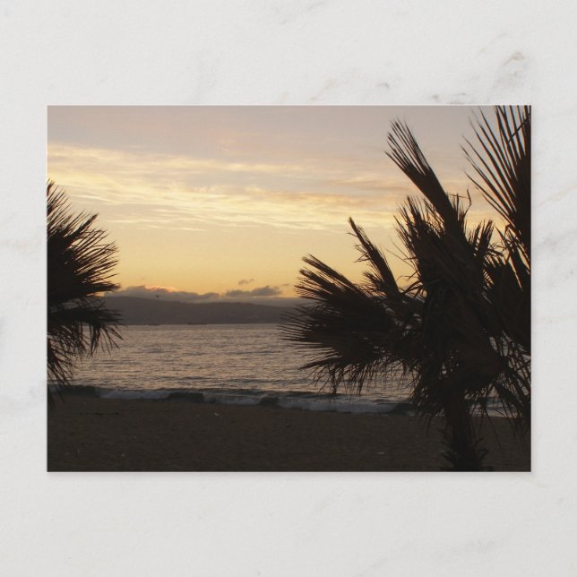 Sunset Palms Postcard (Front)