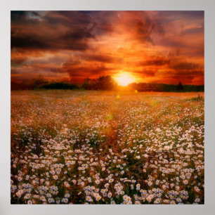 Sunset Poster