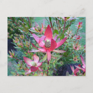 sunset protea postcard