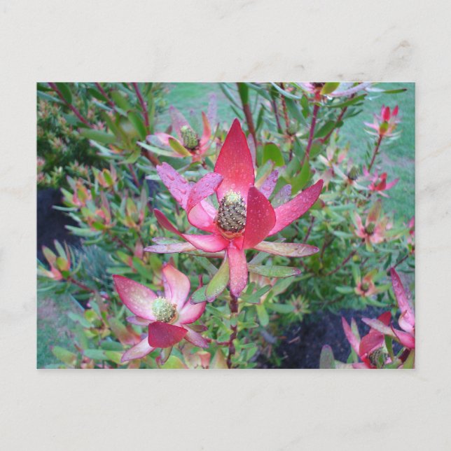 sunset protea postcard (Front)