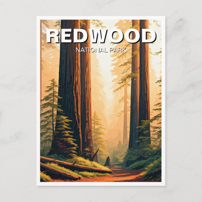 Sunset Redwood National Park Souvenir Postcard (Front)