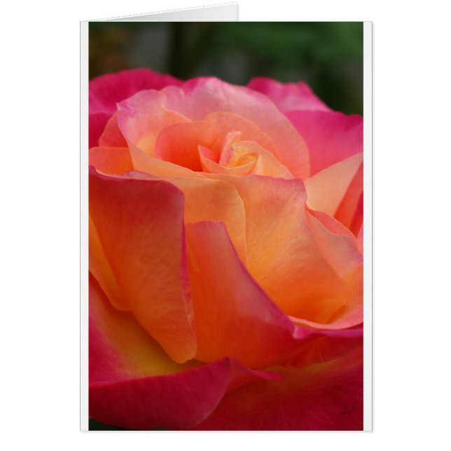 Sunset Rose (Front)