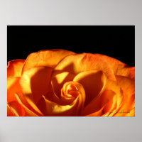 Sunset Rose
