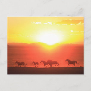 Sunset Run Postcard