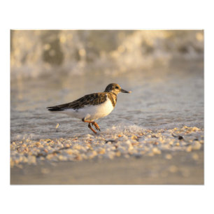 Sunset Sanderling Photo Print