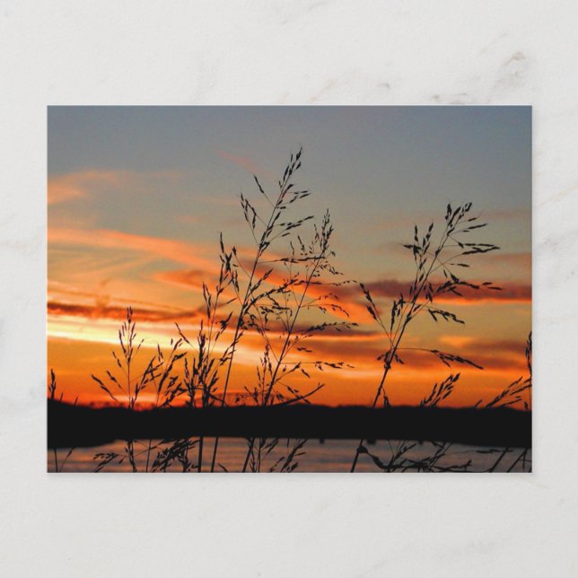 sunset silhouette postcard (Front)