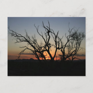 Sunset Silhouette Postcard